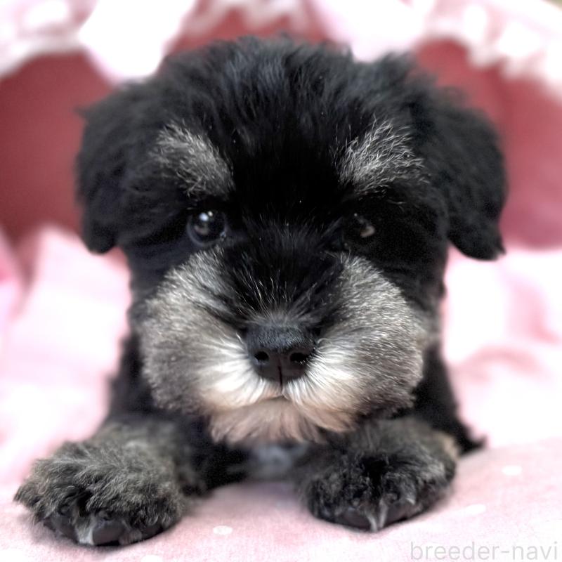 販売中の大阪府のミニチュアシュナウザー-445068