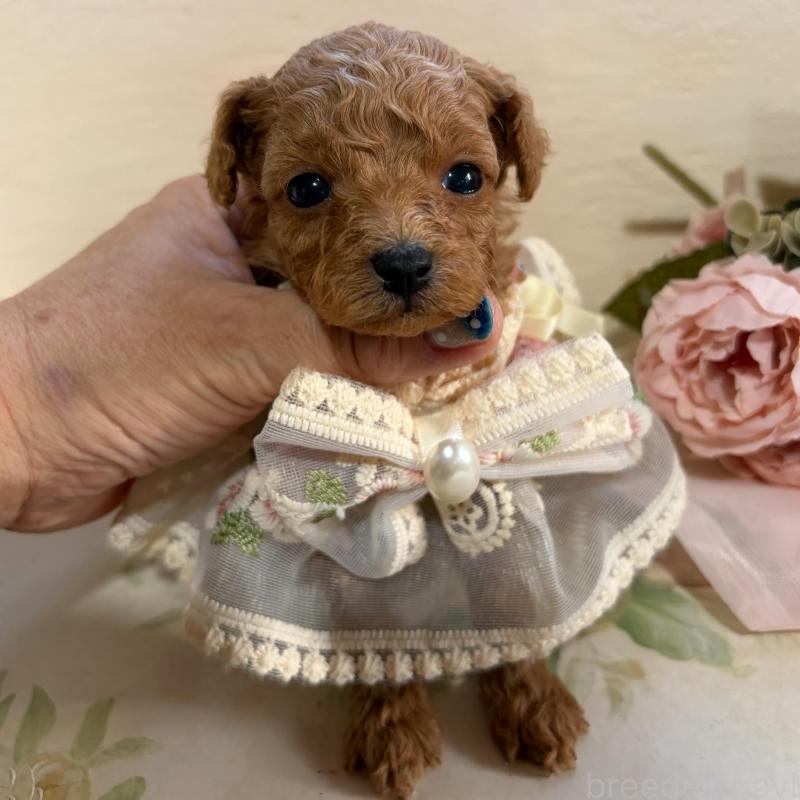 販売中の福岡県のティーカッププードル-445069の4枚目