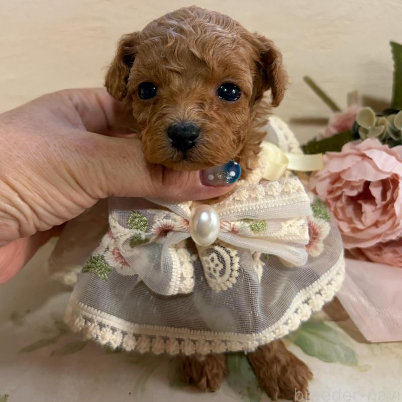 販売中の福岡県のティーカッププードル-445069の2枚目