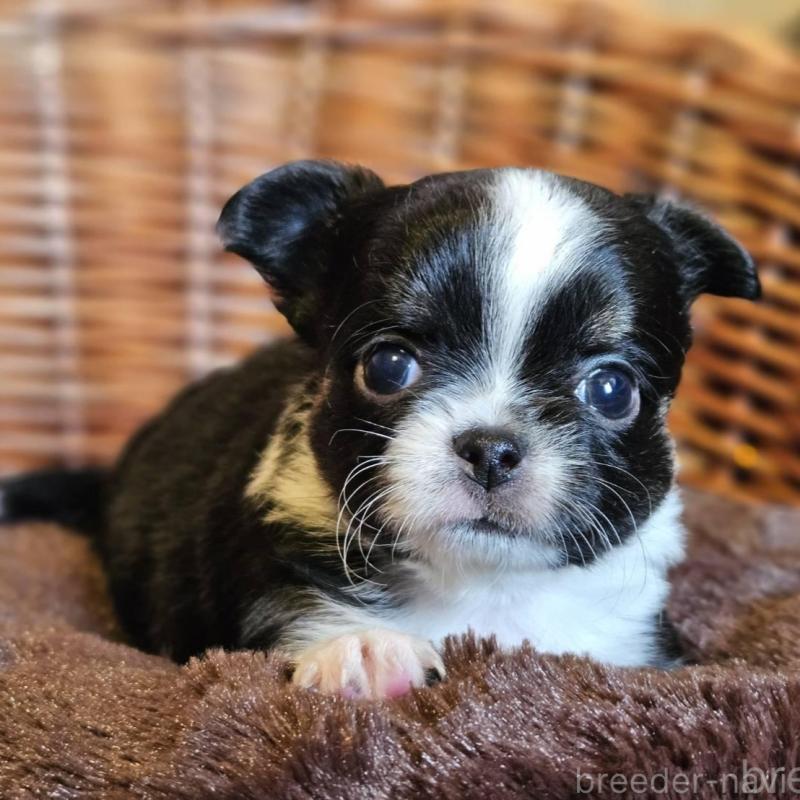 販売中の岐阜県のチワワ(ロングコート)-445070