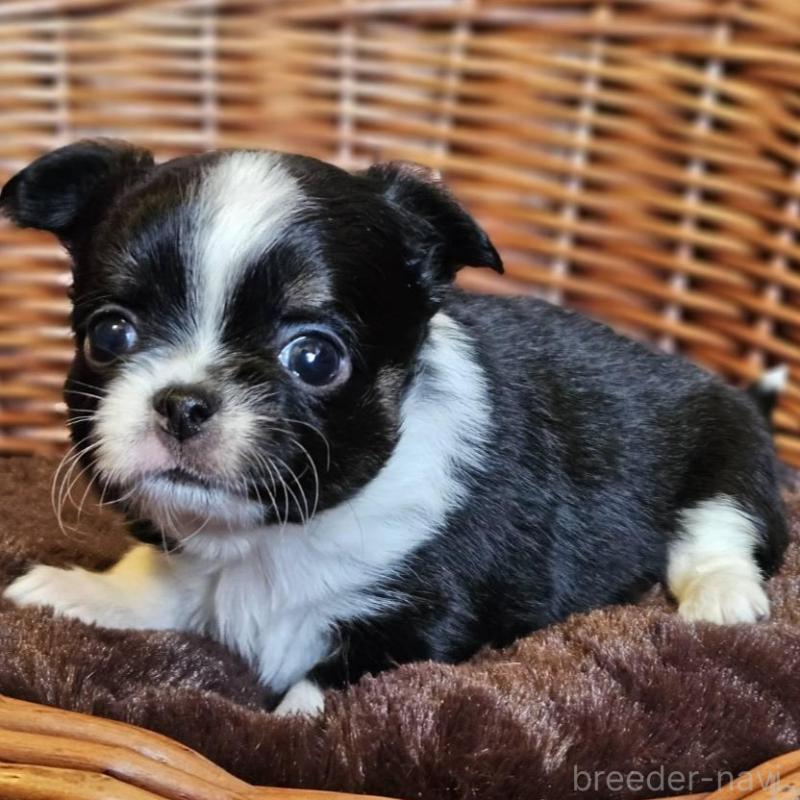 販売中の岐阜県のチワワ(ロングコート)-445070の5枚目