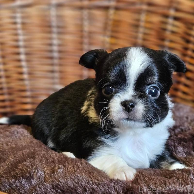 販売中の岐阜県のチワワ(ロングコート)-445070の4枚目