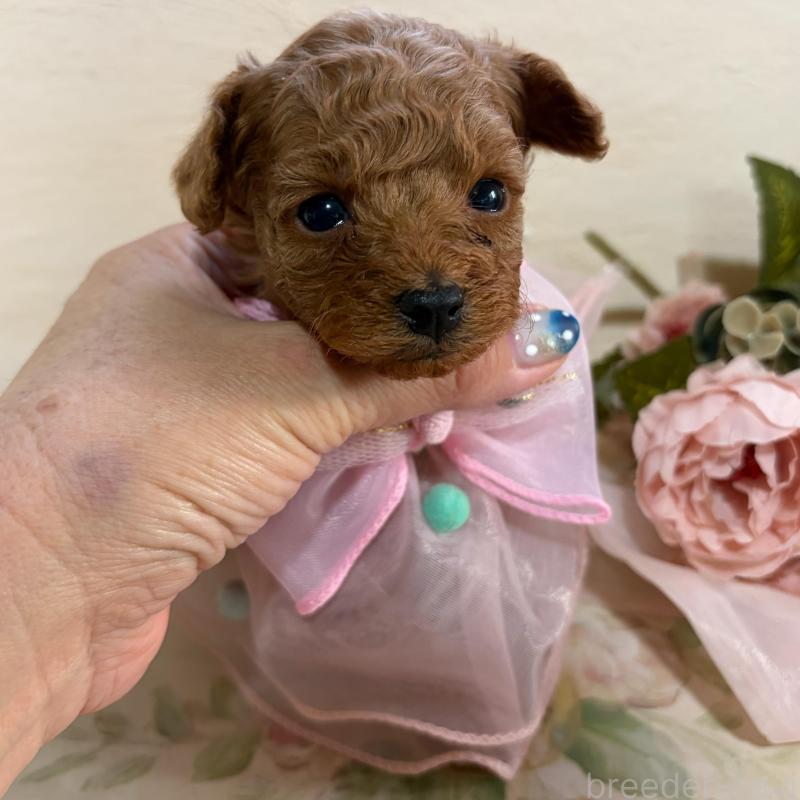 販売中の福岡県のタイニープードル-445071の4枚目