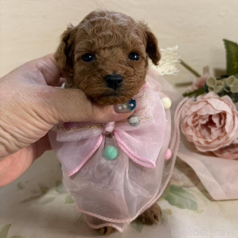 販売中の福岡県のタイニープードル-445071の3枚目