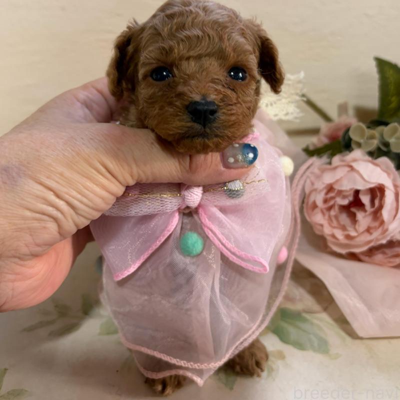 販売中の福岡県のタイニープードル-445071の2枚目