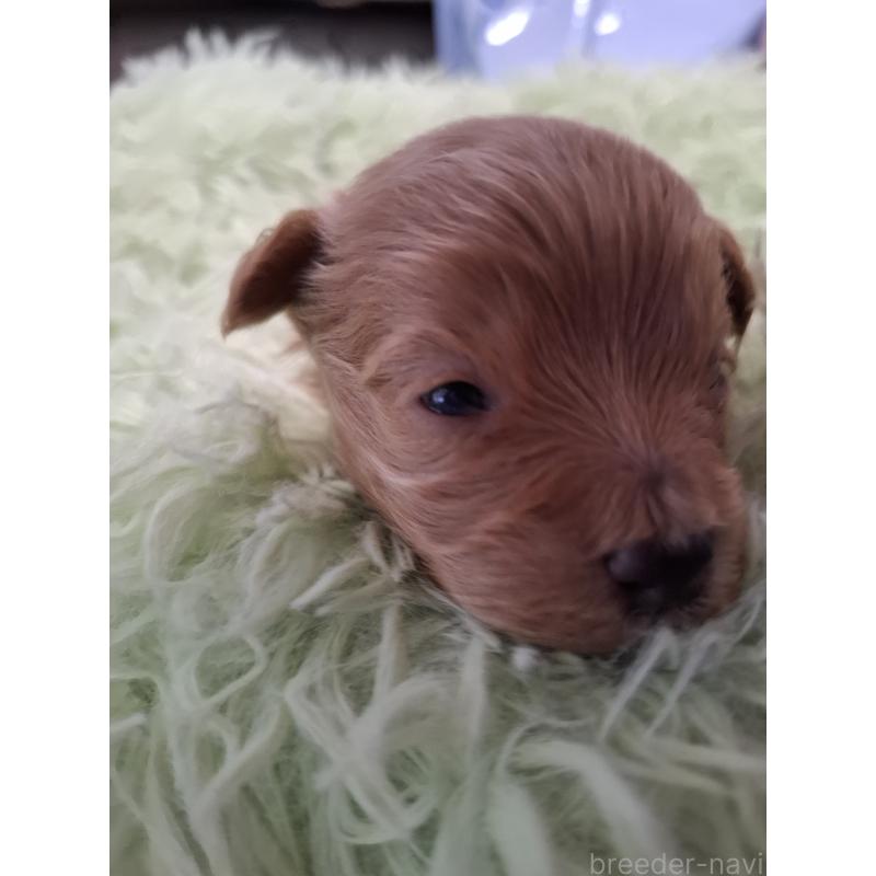 販売中の群馬県のマルプー:マルチーズ×トイプードル-445072の4枚目