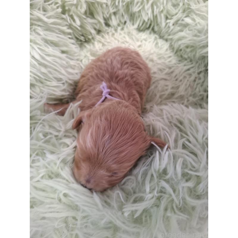 販売中の群馬県のマルプー:マルチーズ×トイプードル-445072の2枚目