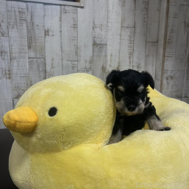 販売中の三重県のミニチュアシュナウザー-445073