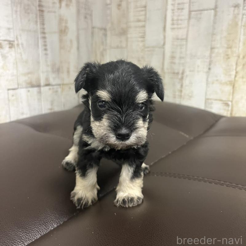 販売中の三重県のミニチュアシュナウザー-445073の6枚目