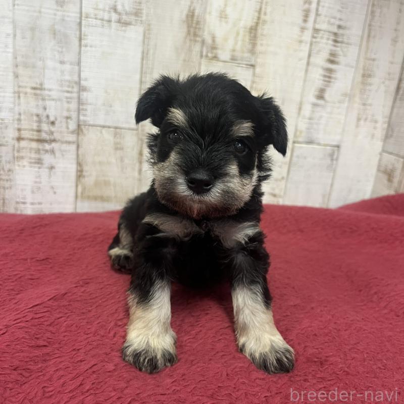 販売中の三重県のミニチュアシュナウザー-445073の5枚目