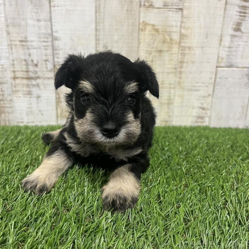 販売中の三重県のミニチュアシュナウザー-445073の4枚目