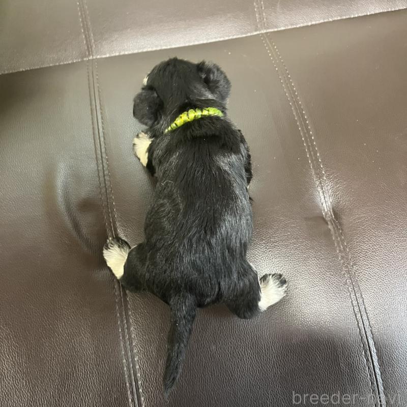 販売中の三重県のミニチュアシュナウザー-445073の3枚目