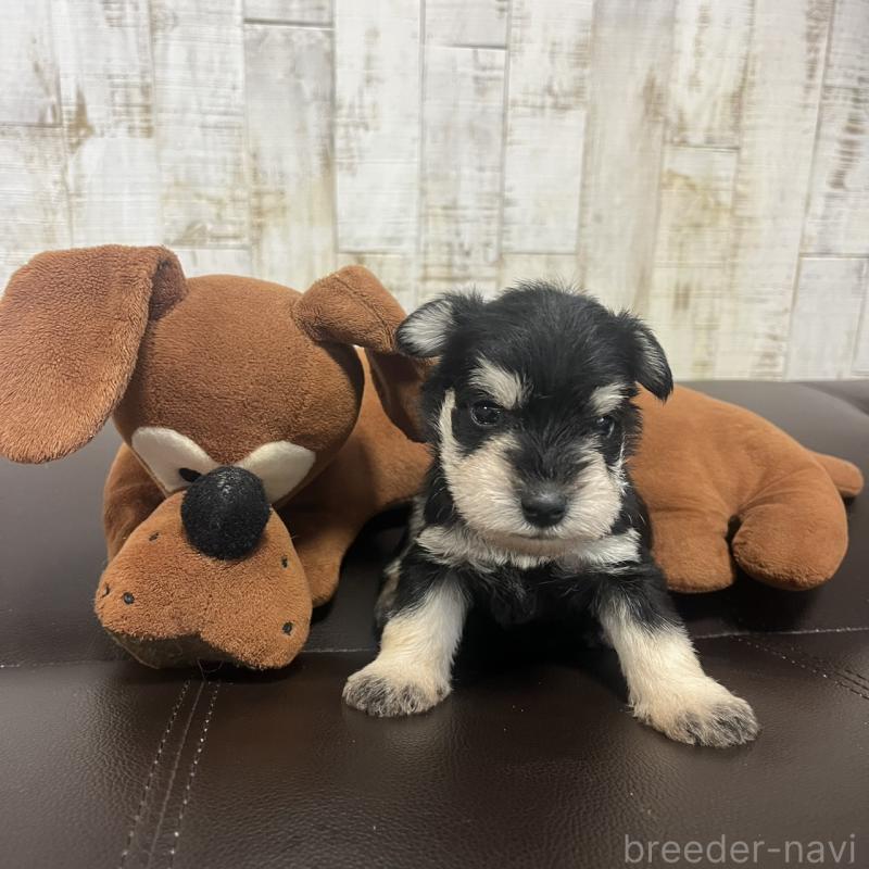 販売中の三重県のミニチュアシュナウザー-445074