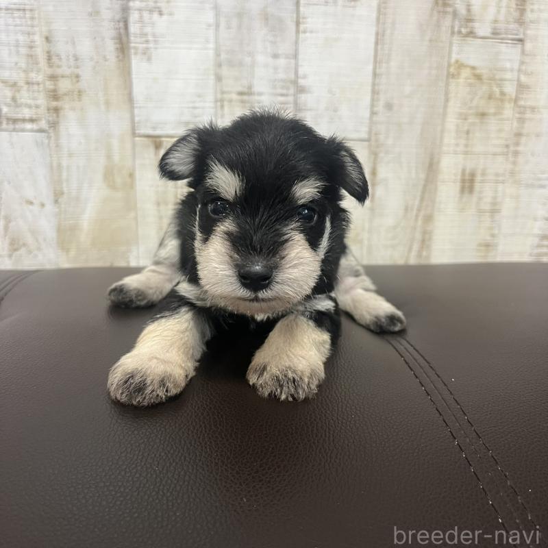 販売中の三重県のミニチュアシュナウザー-445074の6枚目