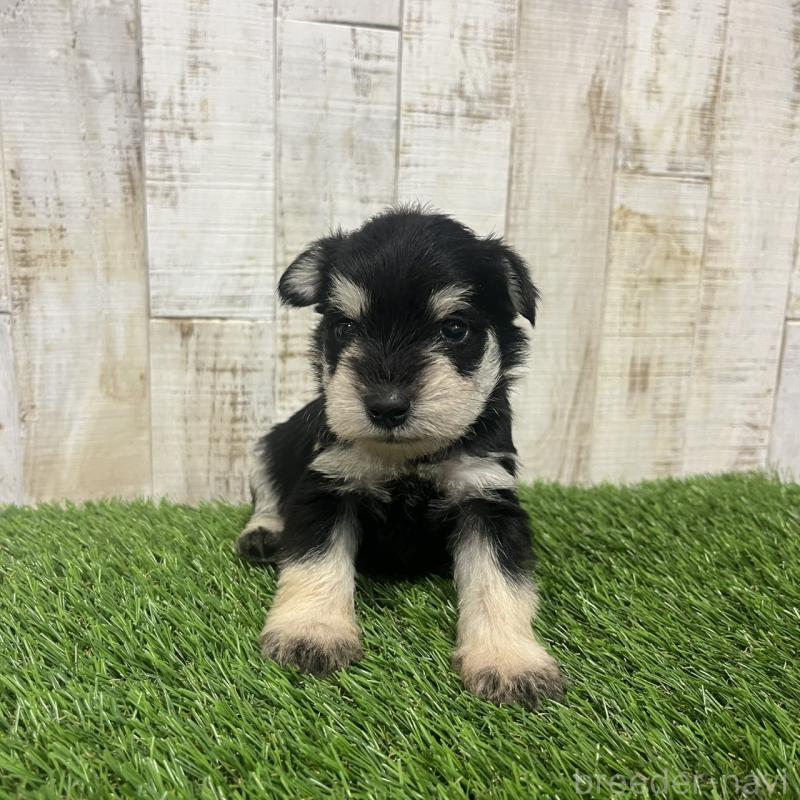 販売中の三重県のミニチュアシュナウザー-445074の4枚目