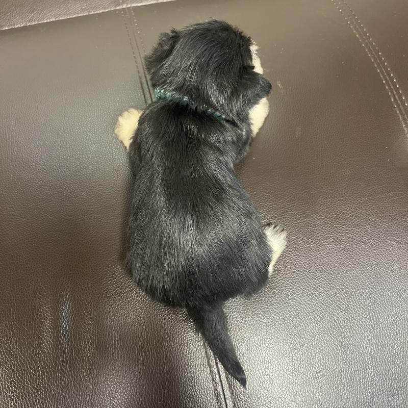 販売中の三重県のミニチュアシュナウザー-445074の3枚目