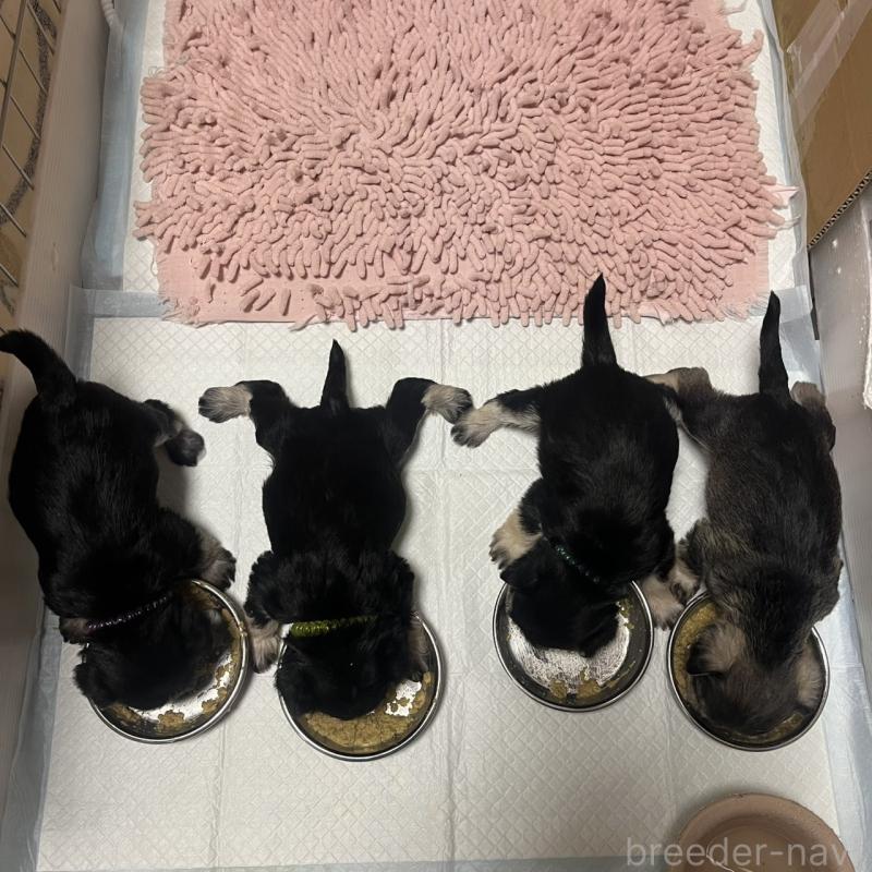 販売中の三重県のミニチュアシュナウザー-445074の2枚目