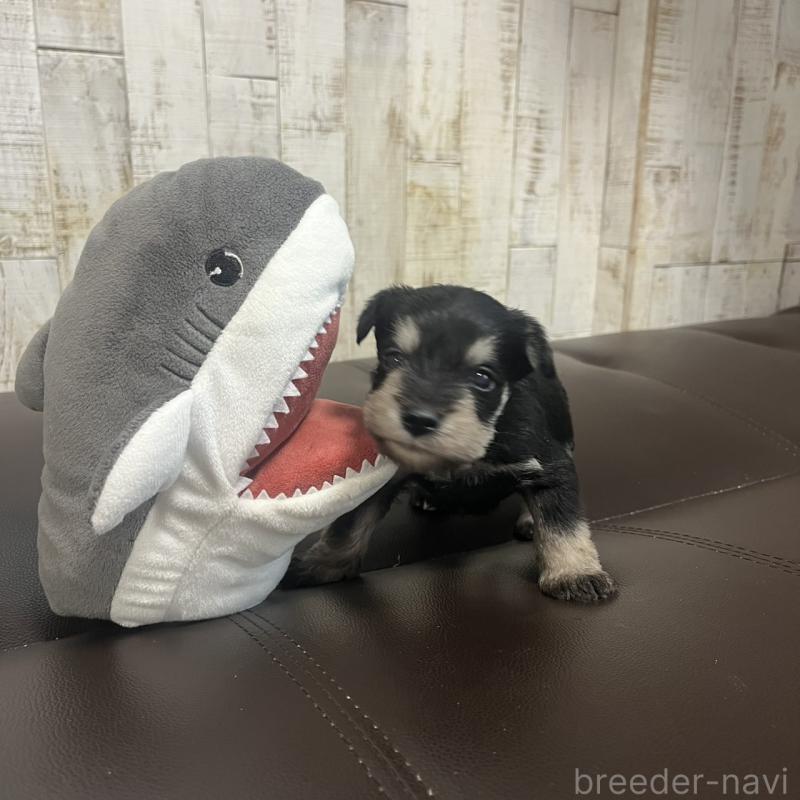 販売中の三重県のミニチュアシュナウザー-445075