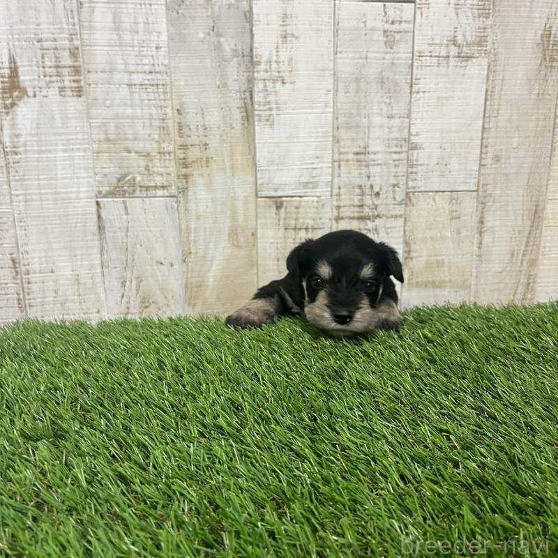 販売中の三重県のミニチュアシュナウザー-445075の6枚目