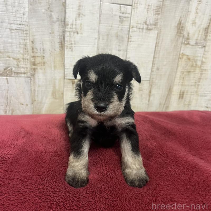 販売中の三重県のミニチュアシュナウザー-445075の5枚目