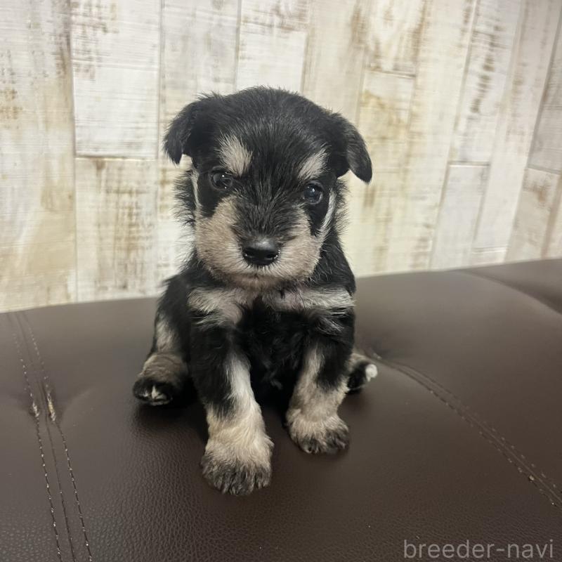 販売中の三重県のミニチュアシュナウザー-445075の4枚目