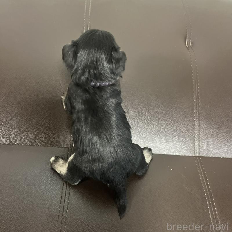 販売中の三重県のミニチュアシュナウザー-445075の3枚目