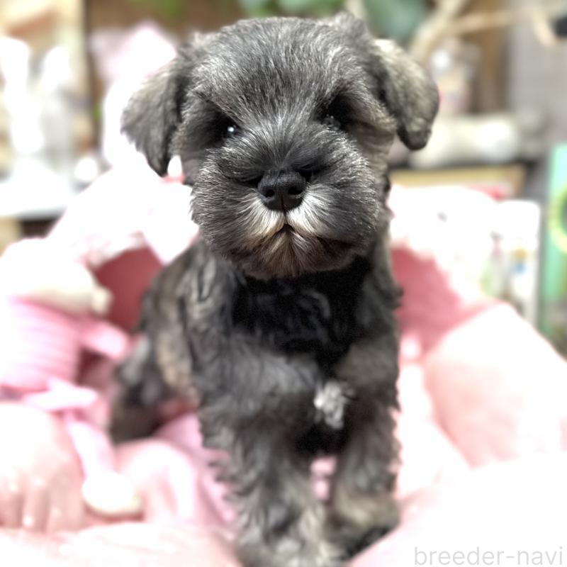 販売中の大阪府のミニチュアシュナウザー-445076の8枚目