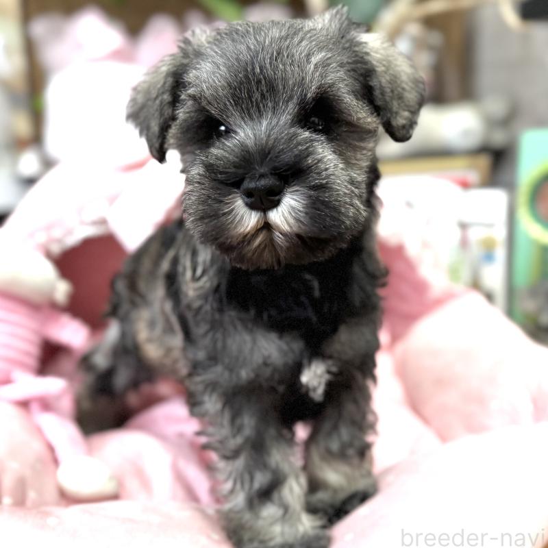 販売中の大阪府のミニチュアシュナウザー-445076の6枚目