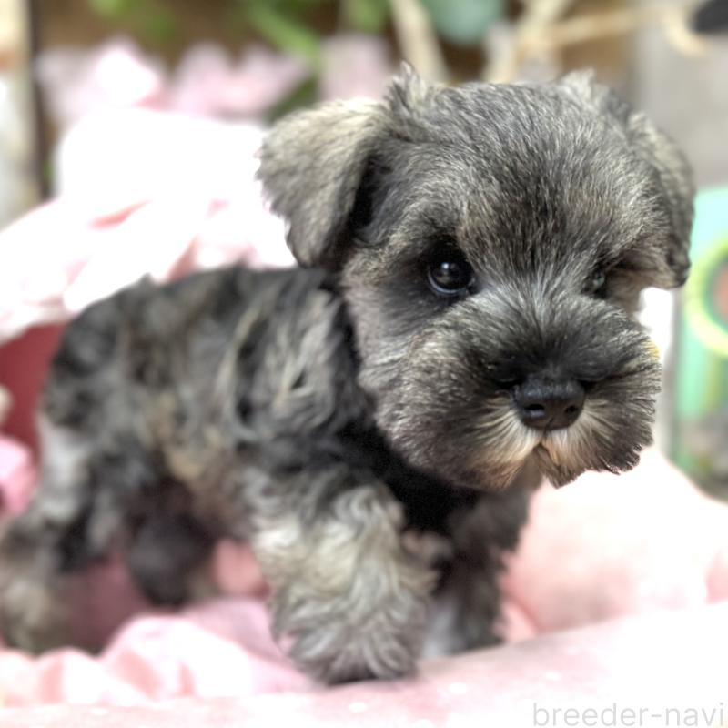 販売中の大阪府のミニチュアシュナウザー-445076の5枚目