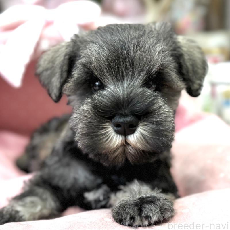 販売中の大阪府のミニチュアシュナウザー-445076