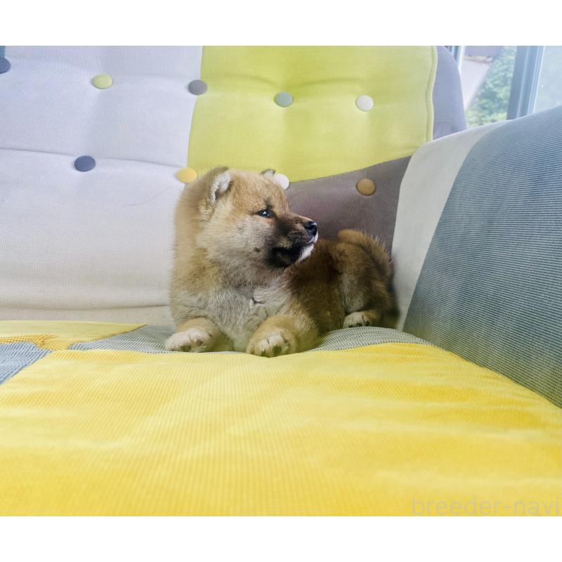 販売中の静岡県の豆柴-445077の4枚目