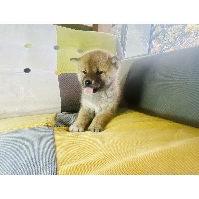 販売中の静岡県の豆柴-445077の2枚目