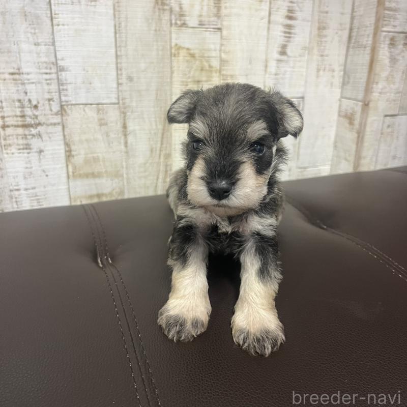 販売中の三重県のミニチュアシュナウザー-445078の6枚目