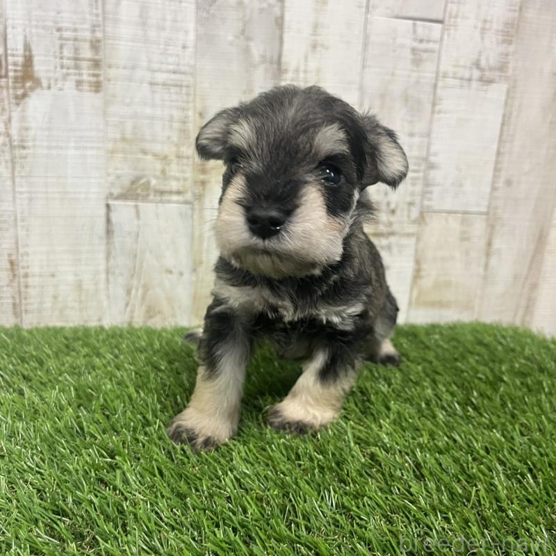 販売中の三重県のミニチュアシュナウザー-445078の4枚目