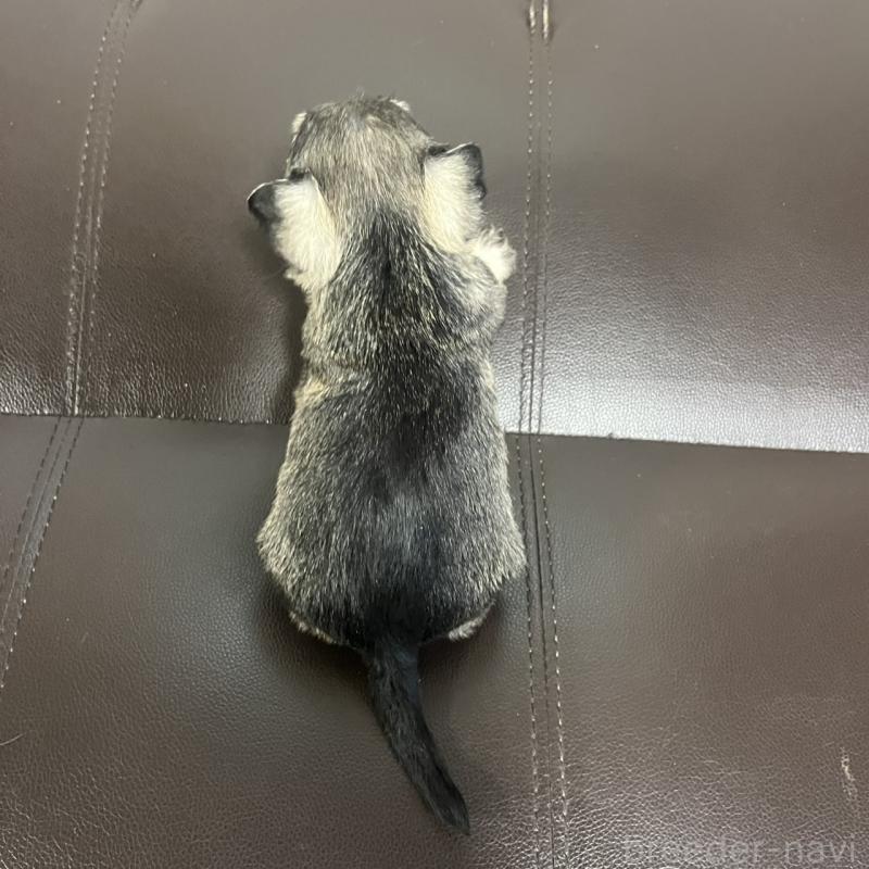 販売中の三重県のミニチュアシュナウザー-445078の3枚目