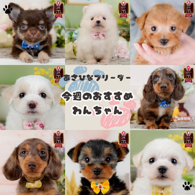 販売中の神奈川県のトイプードル-425954の2枚目