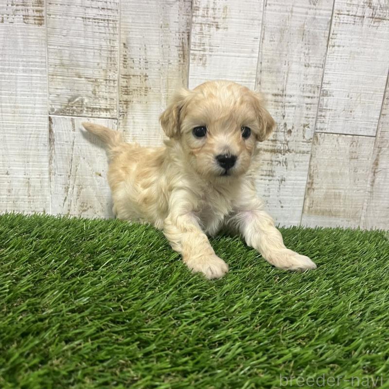 販売中の三重県のマルプー:マルチーズ×トイプードル-445080の6枚目