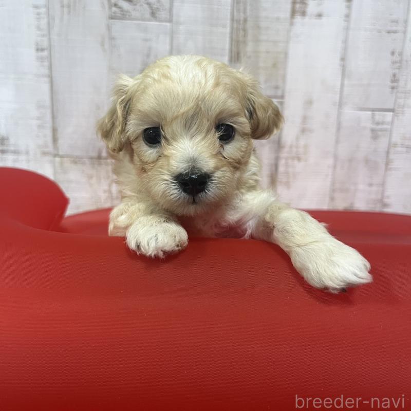販売中の三重県のマルプー:マルチーズ×トイプードル-445080の5枚目