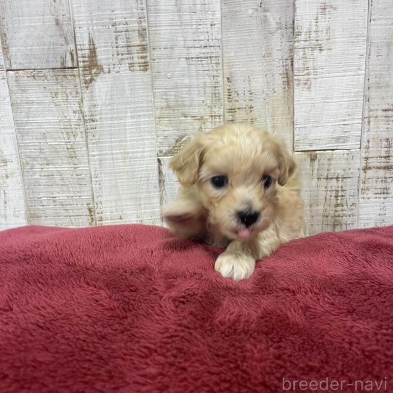 販売中の三重県のマルプー:マルチーズ×トイプードル-445080の4枚目