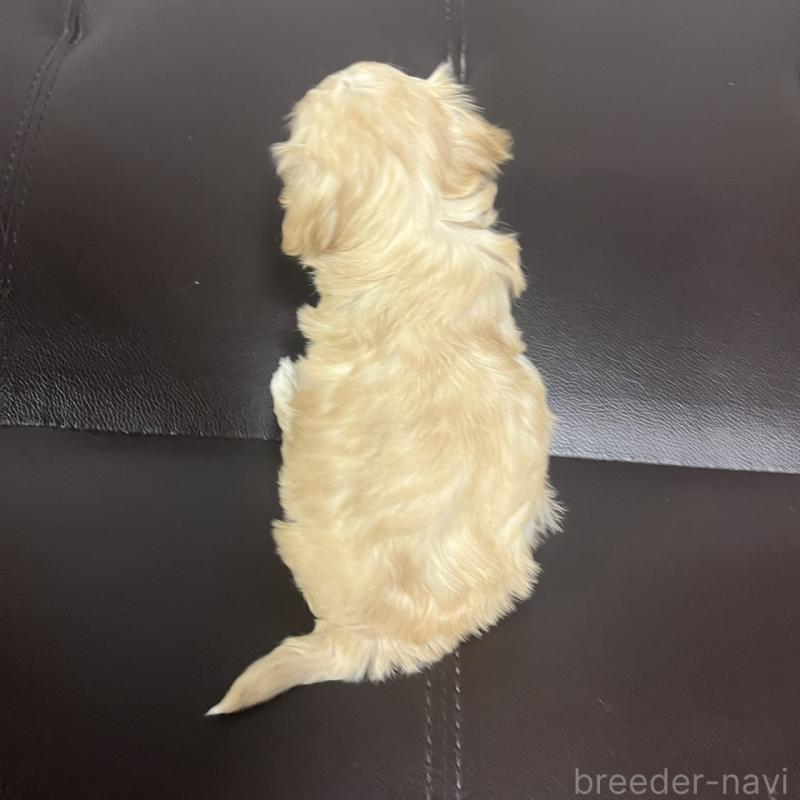 販売中の三重県のマルプー:マルチーズ×トイプードル-445080の3枚目