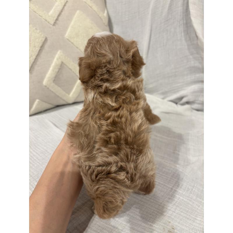 販売中の福岡県のマルプー:マルチーズ×トイプードル-445085の3枚目