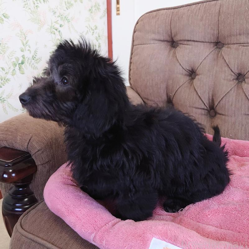 販売中の埼玉県のダップー:ミニチュアダックスフンド×トイプードル-429284の5枚目