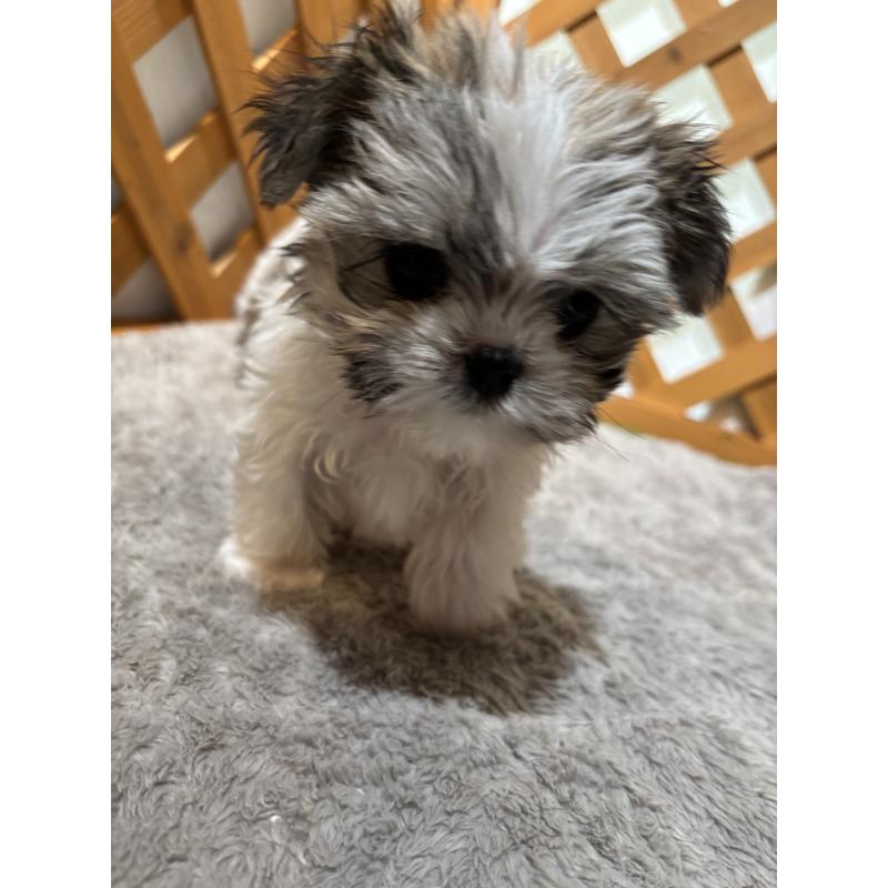 成約済の沖縄県のチワマル:チワワ×マルチーズ-445082の7枚目