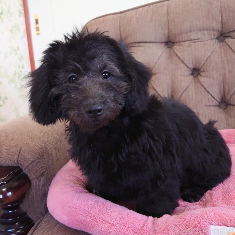 販売中の埼玉県のダップー:ミニチュアダックスフンド×トイプードル-429284