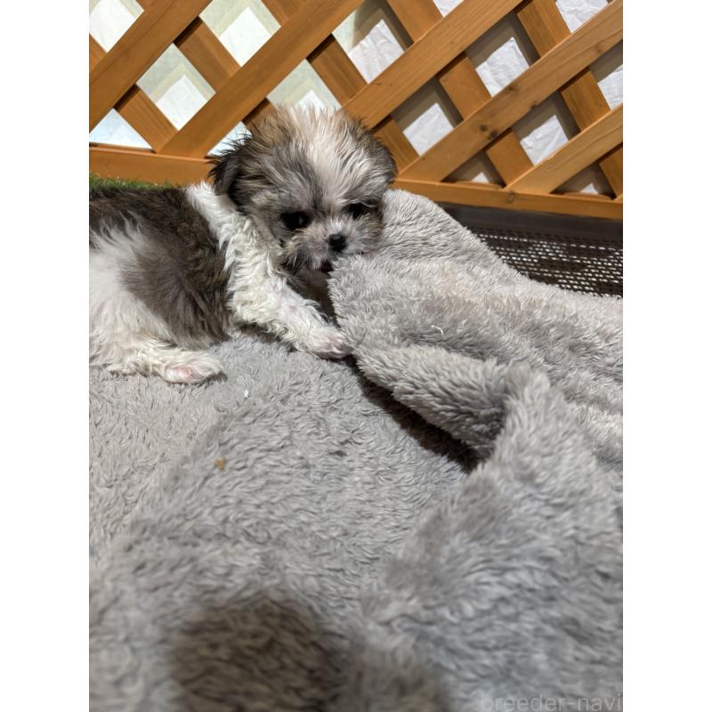 成約済の沖縄県のチワマル:チワワ×マルチーズ-445082の6枚目