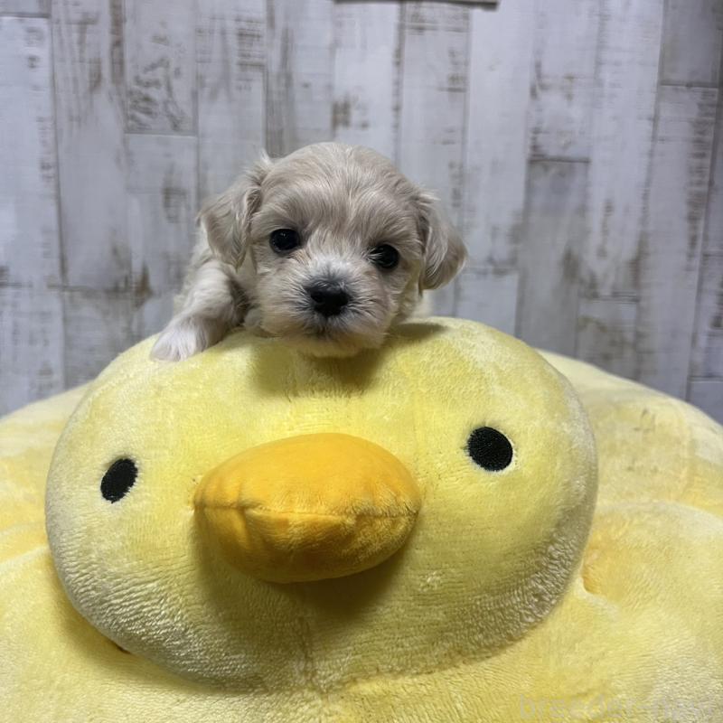 販売中の三重県のマルプー:マルチーズ×トイプードル-445081