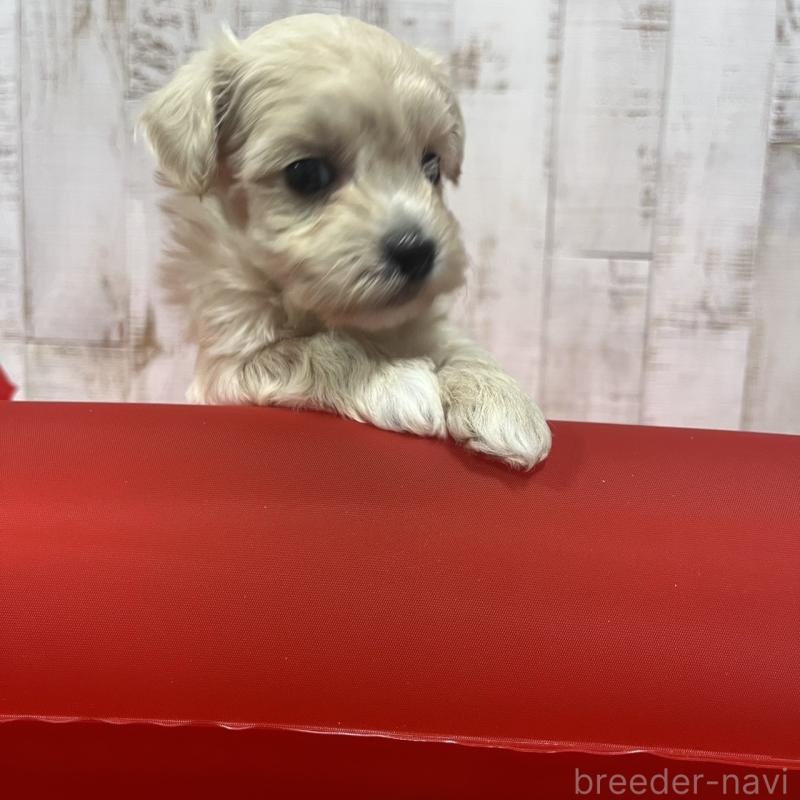 販売中の三重県のマルプー:マルチーズ×トイプードル-445081の6枚目