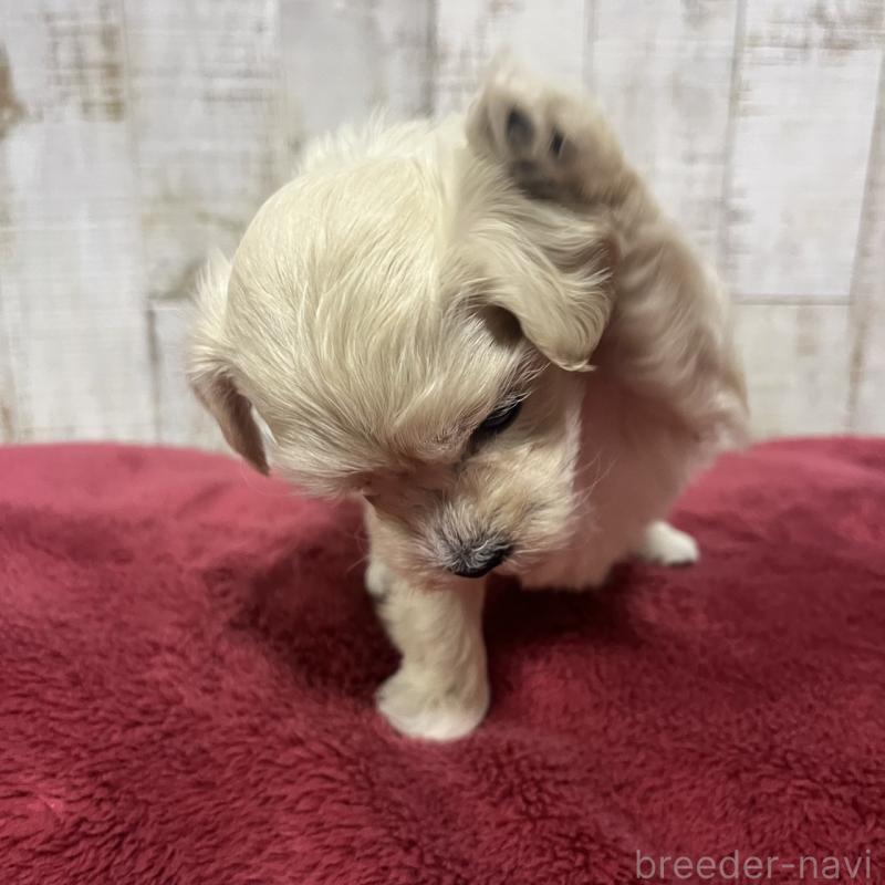 販売中の三重県のマルプー:マルチーズ×トイプードル-445081の5枚目