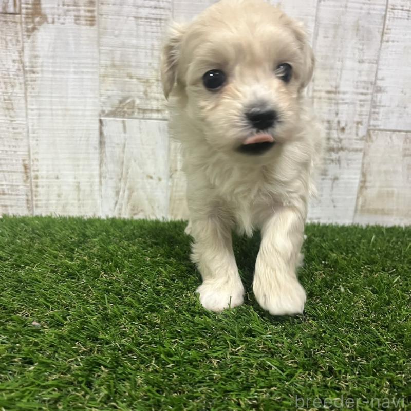 販売中の三重県のマルプー:マルチーズ×トイプードル-445081の4枚目