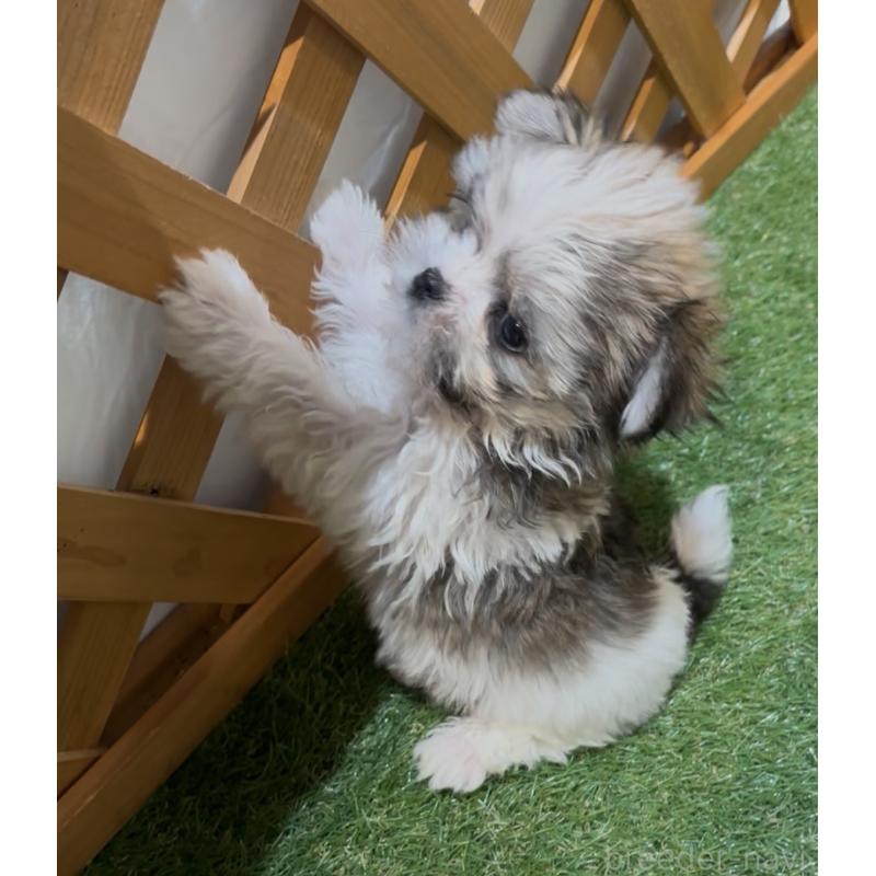 成約済の沖縄県のチワマル:チワワ×マルチーズ-445082の4枚目